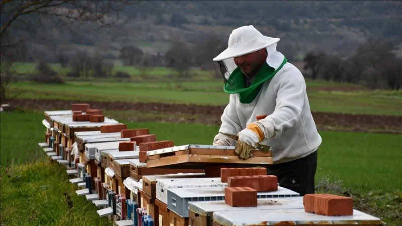 50 méhcsaládot fogadtak örökbe a 