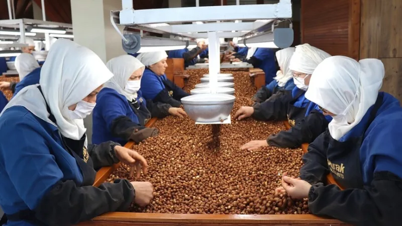 Ženy zaměstnané v Giresunu a Ordu se nejvíce podílely na vývozu lískových ořechů